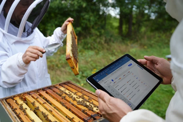 Beekeepers inspecting frames with WeBeeS open