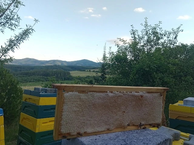 Beekeeper using WeBeeS app during hive inspection