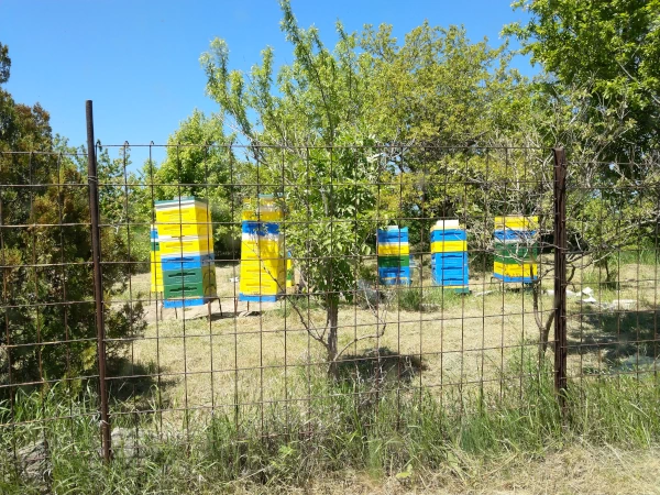 Beekeeper using WeBeeS app during hive inspection